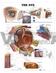 The Eye Anatomical Chart